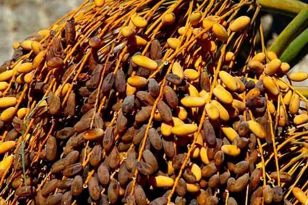 تصویر 2 از قیمت خرید خرما شاهانی صادراتی جهرم عمده به صرفه و ارزان